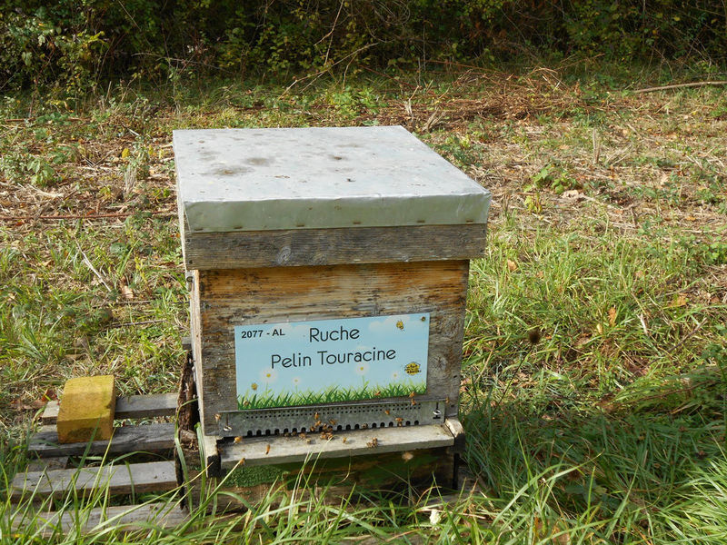 La ruche Pelin Touracine